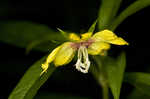 Lanceleaf loosestrife